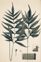 Pteris Denticulata