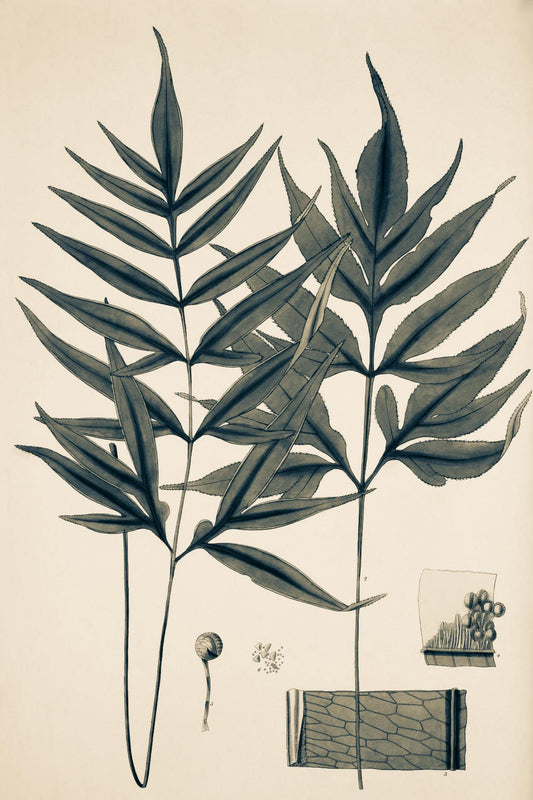 Pteris Denticulata