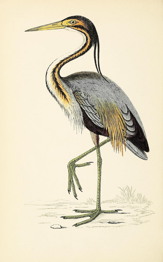 Purple Heron