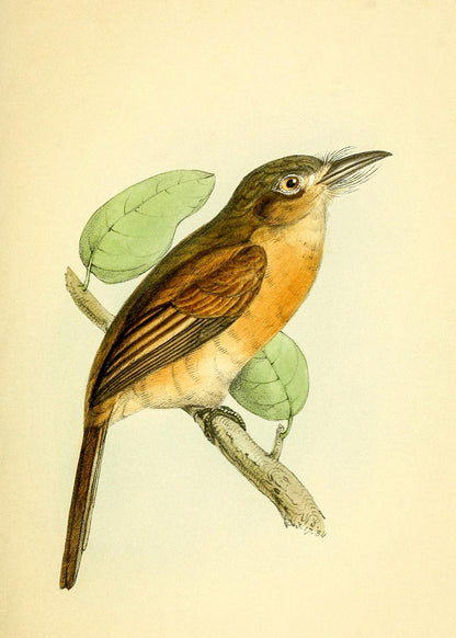 Red-breasted Puff Bird