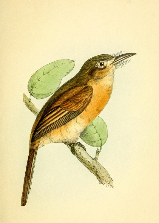 Red-breasted Puff Bird