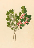 Rhamnus (Cassine Aethiopica)