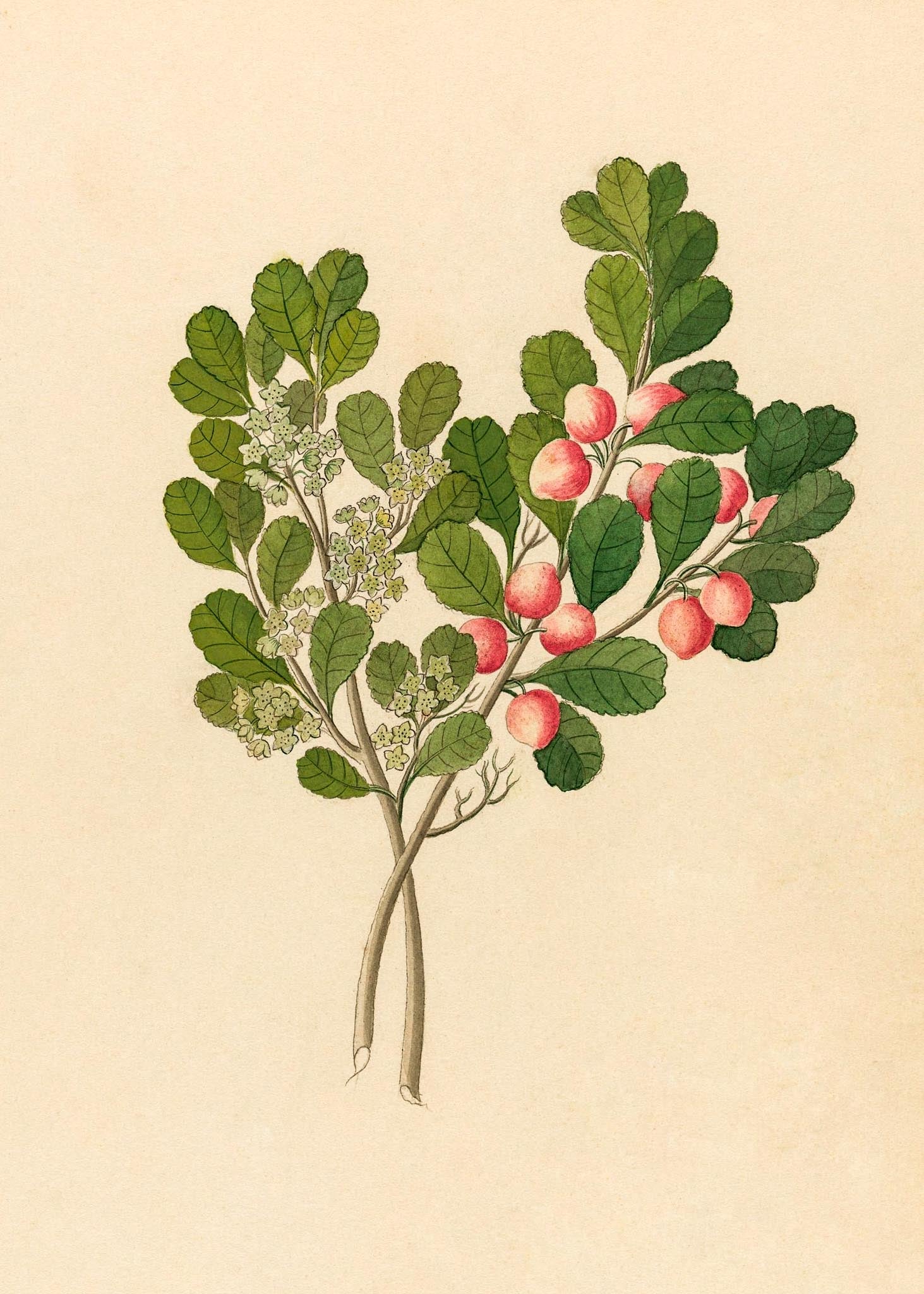 Rhamnus (Cassine Aethiopica)