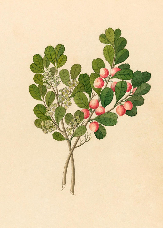 Rhamnus (Cassine Aethiopica)