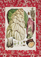 Rheum Nobile