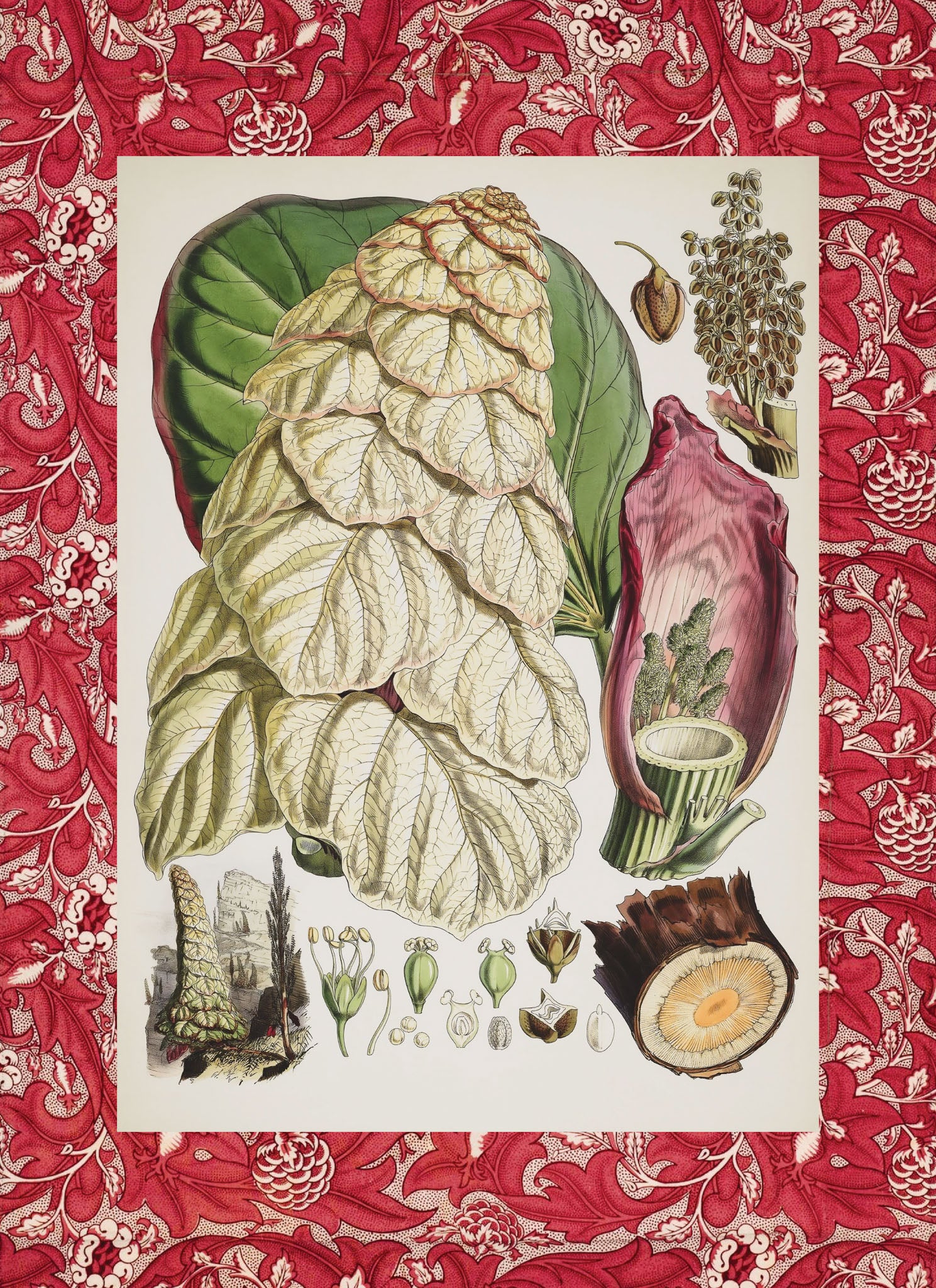 Rheum Nobile