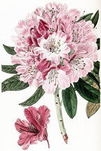 Rhododendron