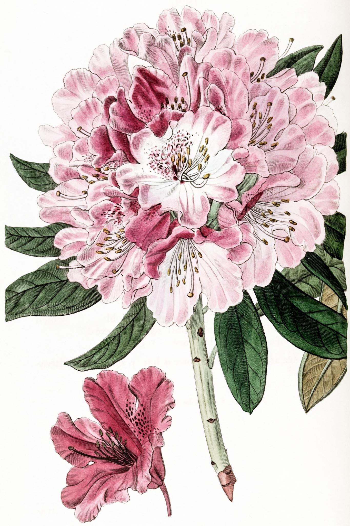 Rhododendron