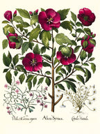 Rose of Sharon, Stinking chamomile, Malcolm stock 2