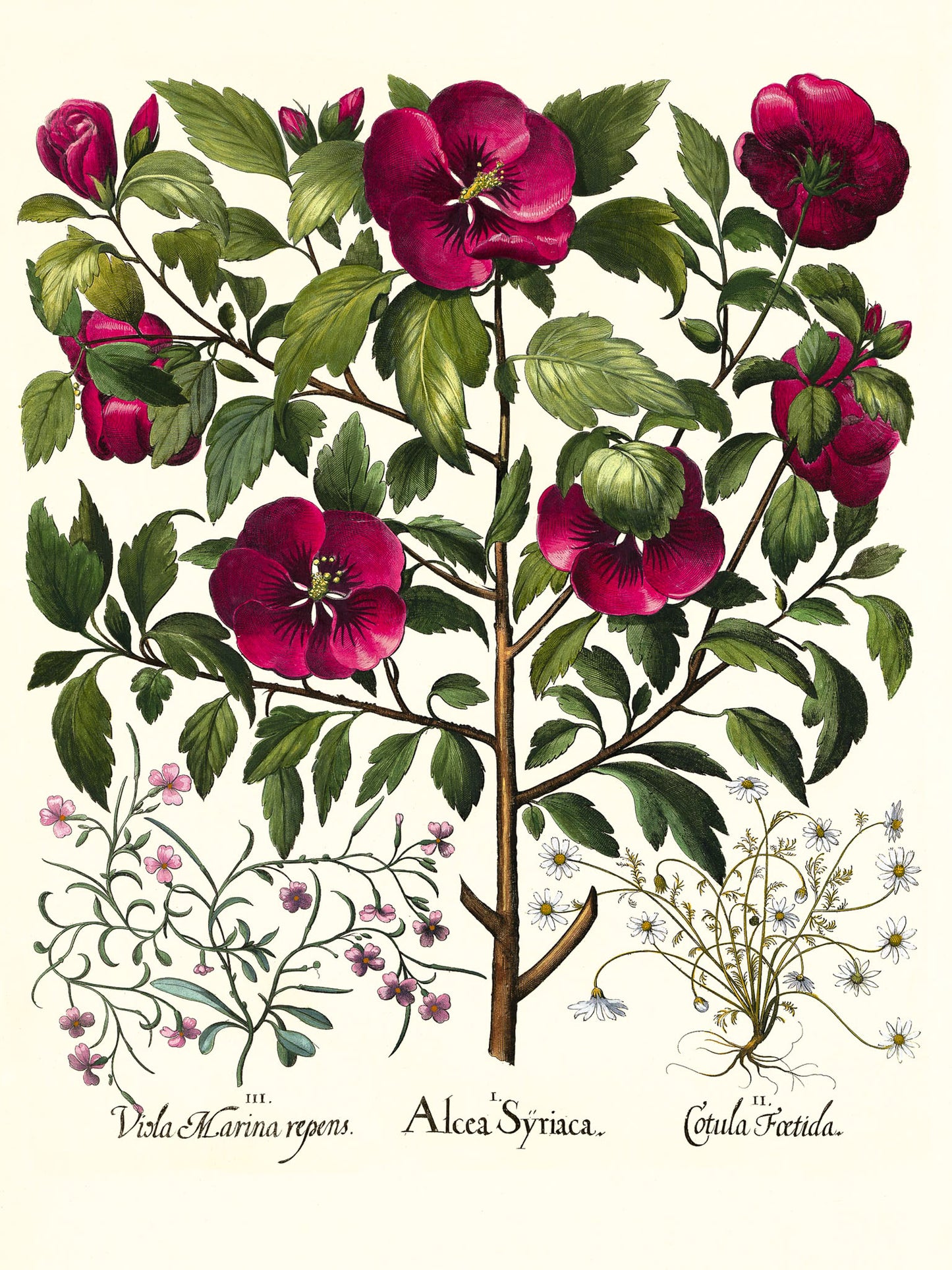 Rose of Sharon, Stinking chamomile, Malcolm stock 2