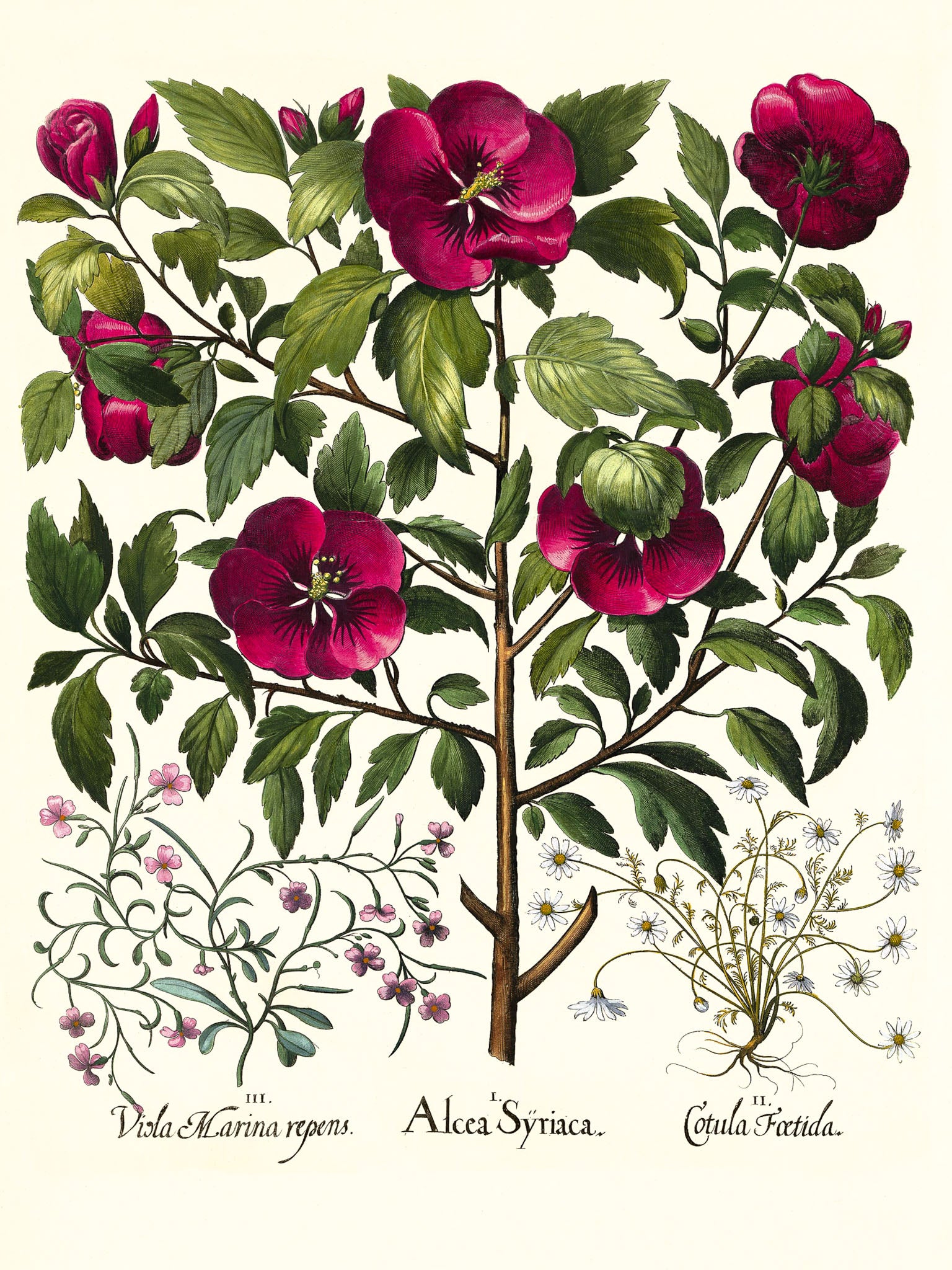 Rose of Sharon, Stinking chamomile, Malcolm stock 2