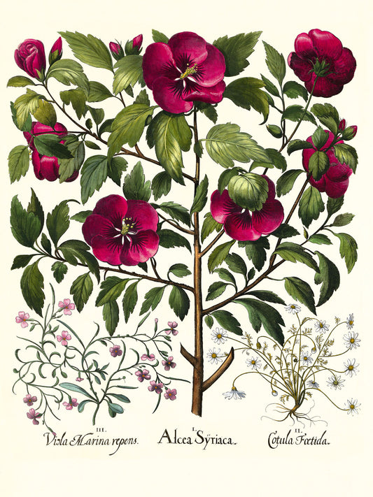 Rose of Sharon, Stinking chamomile, Malcolm stock 2