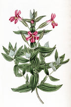 Rosy Moneky-Flower