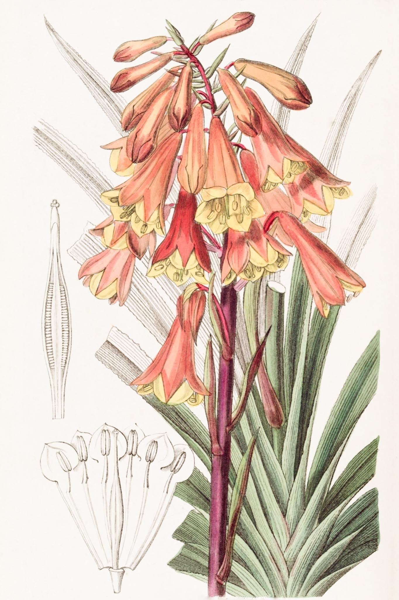 Rough-edged Blandfordia