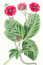 Russell's Potentilla