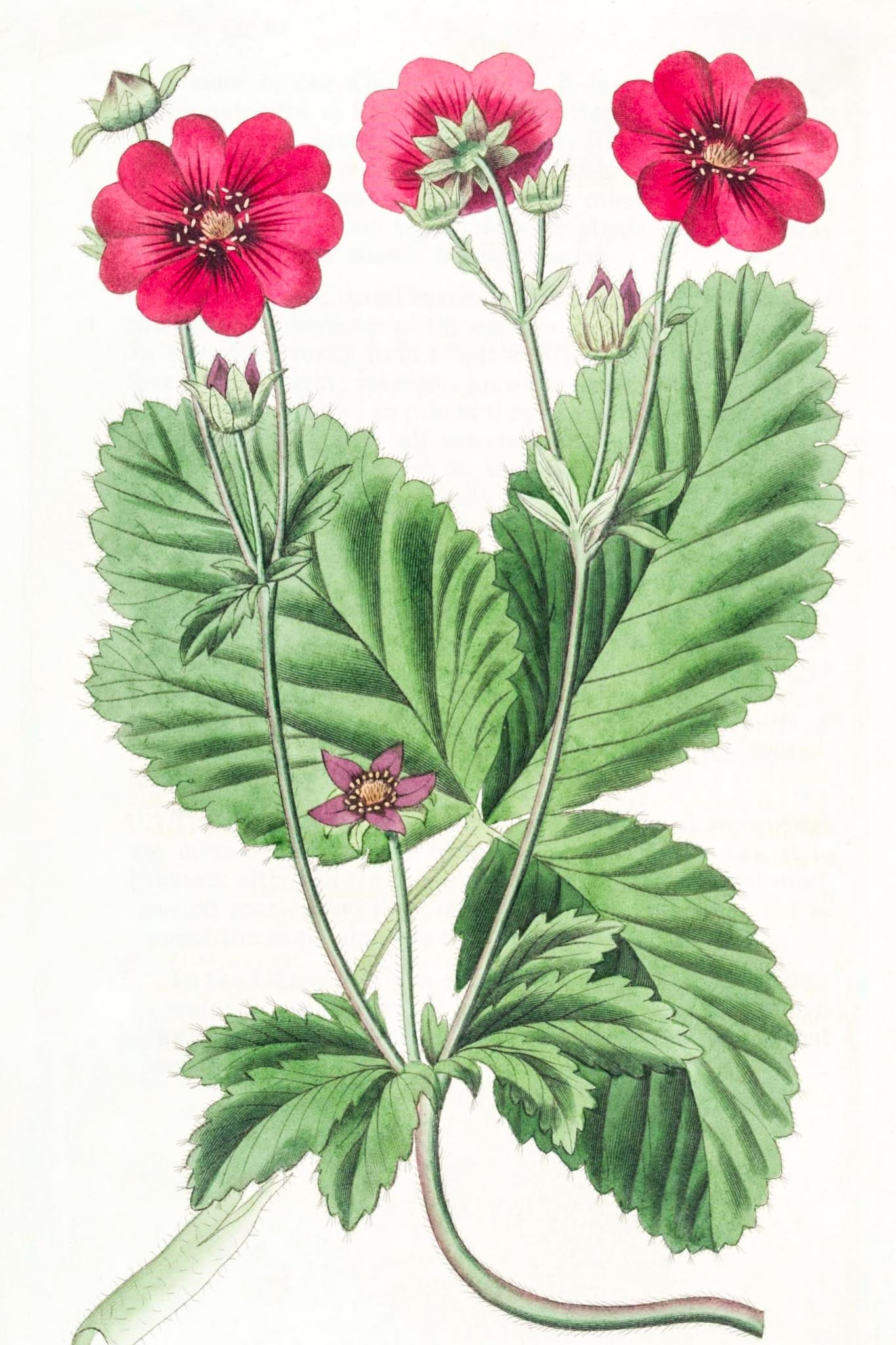Russell's Potentilla