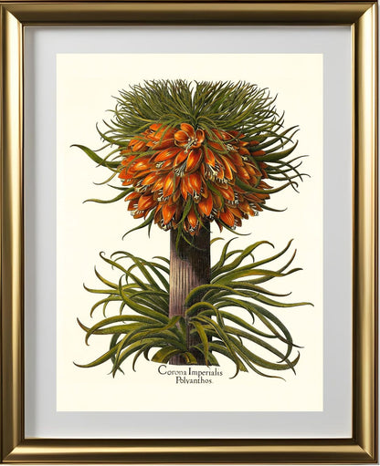 Multiflorous crown-imperial fritillary