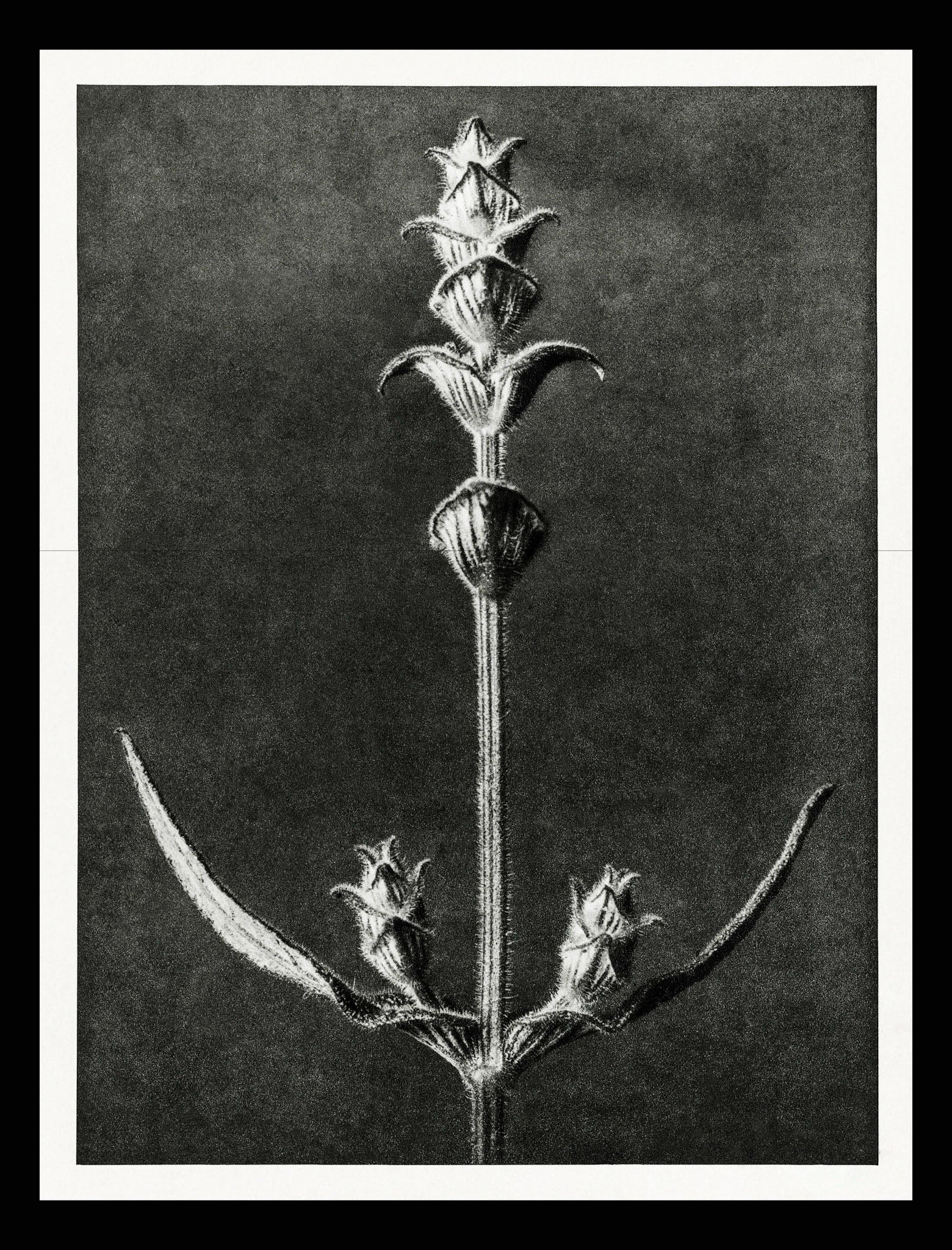 Salvia
