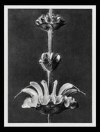 Salvia argentea (Silver Sage)