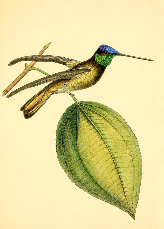Sapphire-Crowned Hummingbird