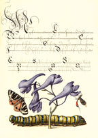 Scarlet Tiger-Moth, Larkspur, Insect, and Caterpillar