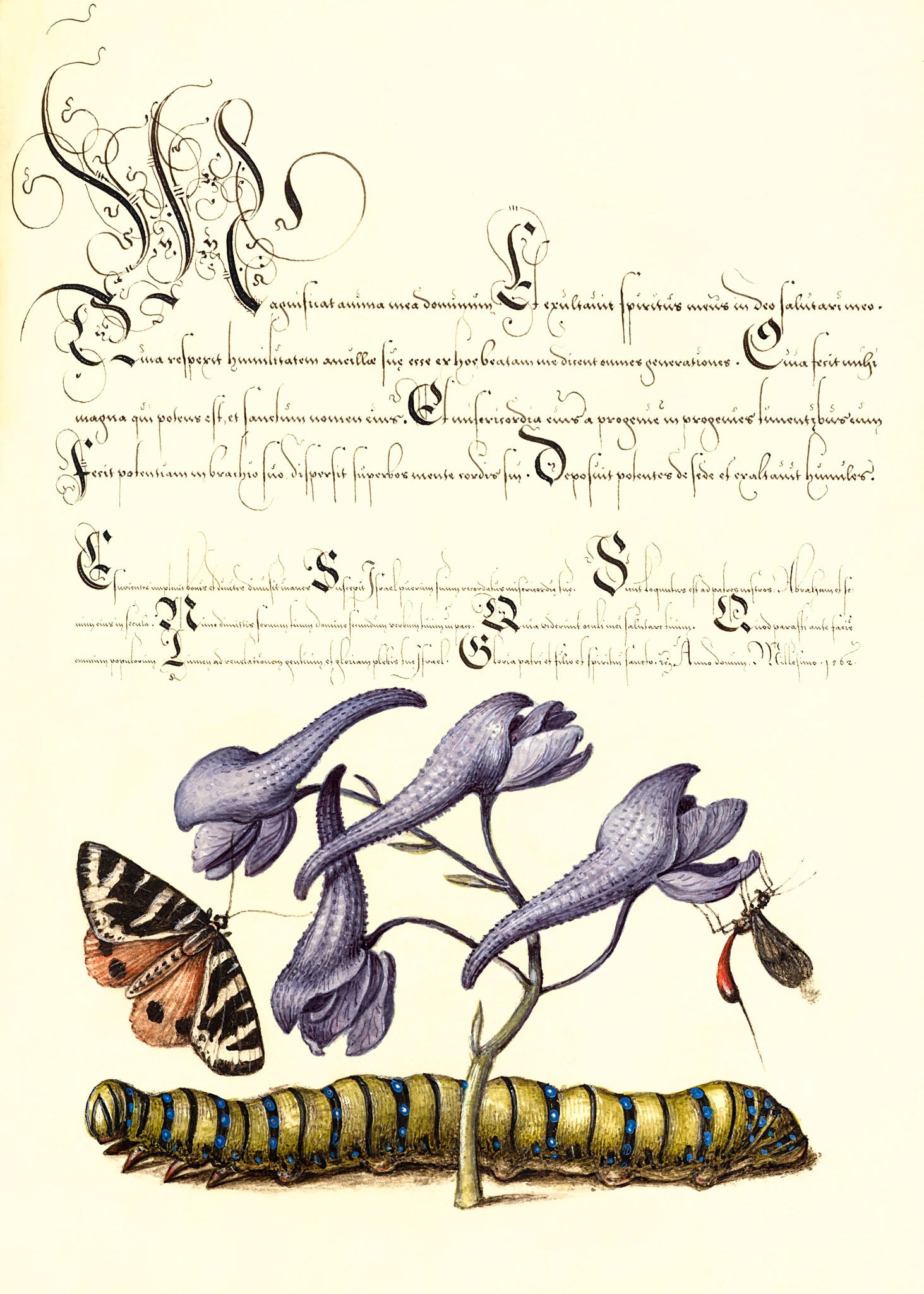 Scarlet Tiger-Moth, Larkspur, Insect, and Caterpillar