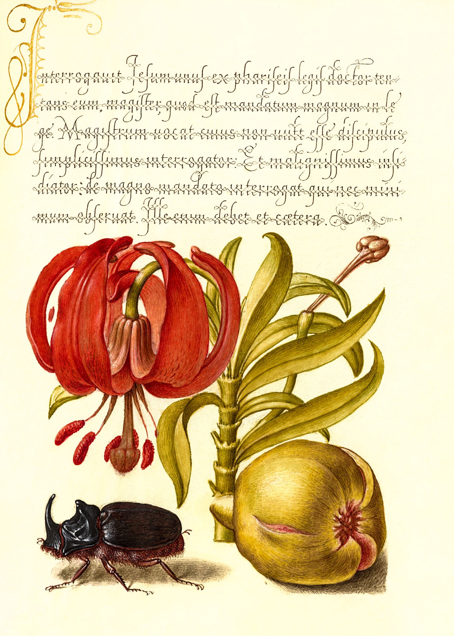 Scarlet Turk’s Cap, Rhinoceros Beetle, and Pomegranate