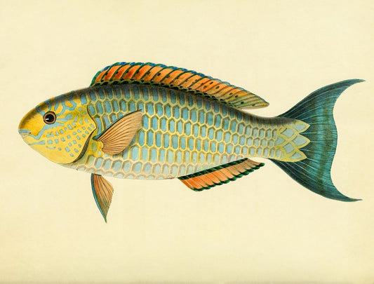 Scarus-Pepo