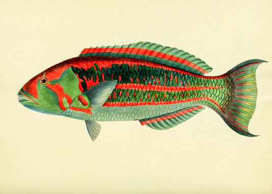Scarus Georgii