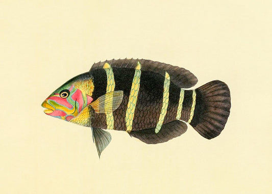 Scarus Quinque-Fasciatus