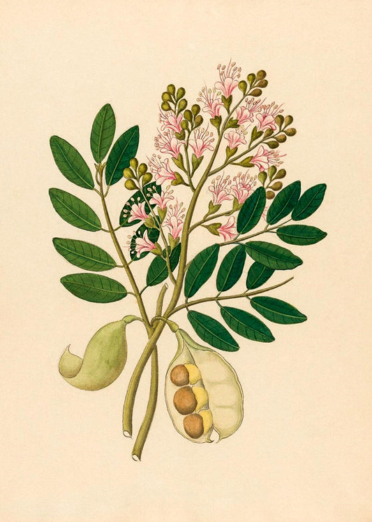 Schotia Nov. Sp (Schotia Latifolia)