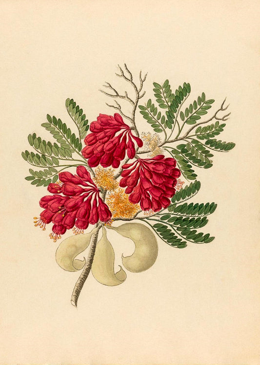 Schotia Speciosa (Schotia Affra)