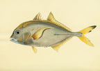 Scomber Heberi