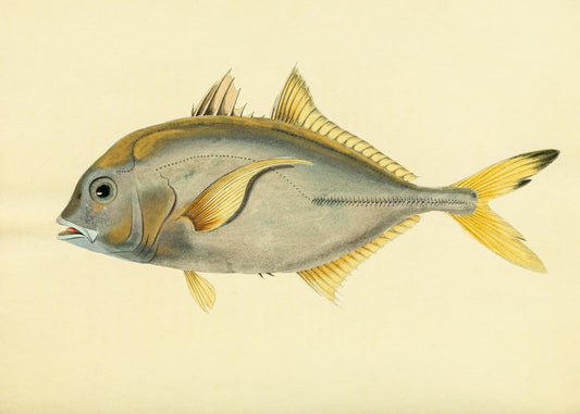 Scomber Heberi