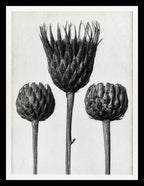 Serratula Nudicaulis (Bare Stemmed Common Saw Wort)