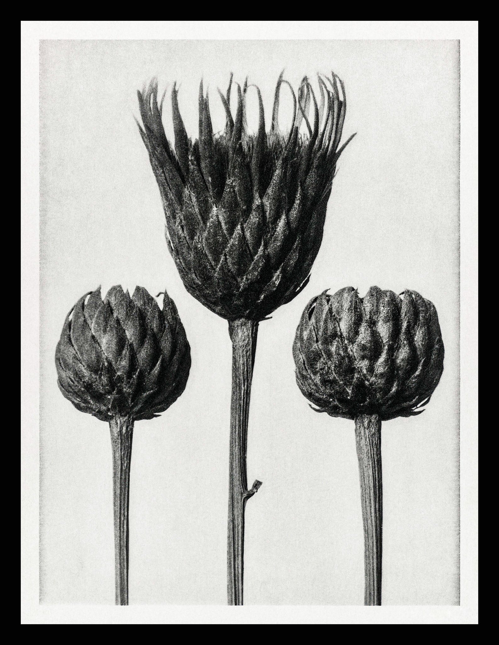 Serratula Nudicaulis (Bare Stemmed Common Saw Wort)