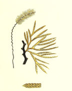 Sertularia thuja