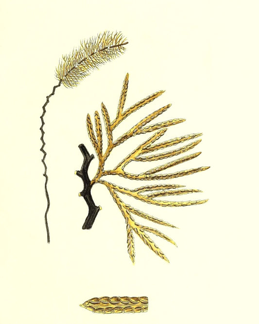 Sertularia thuja