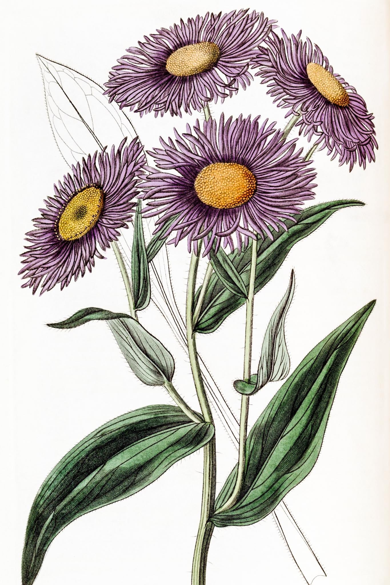 Shewy Stenactis