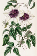 Siebold's Clematis