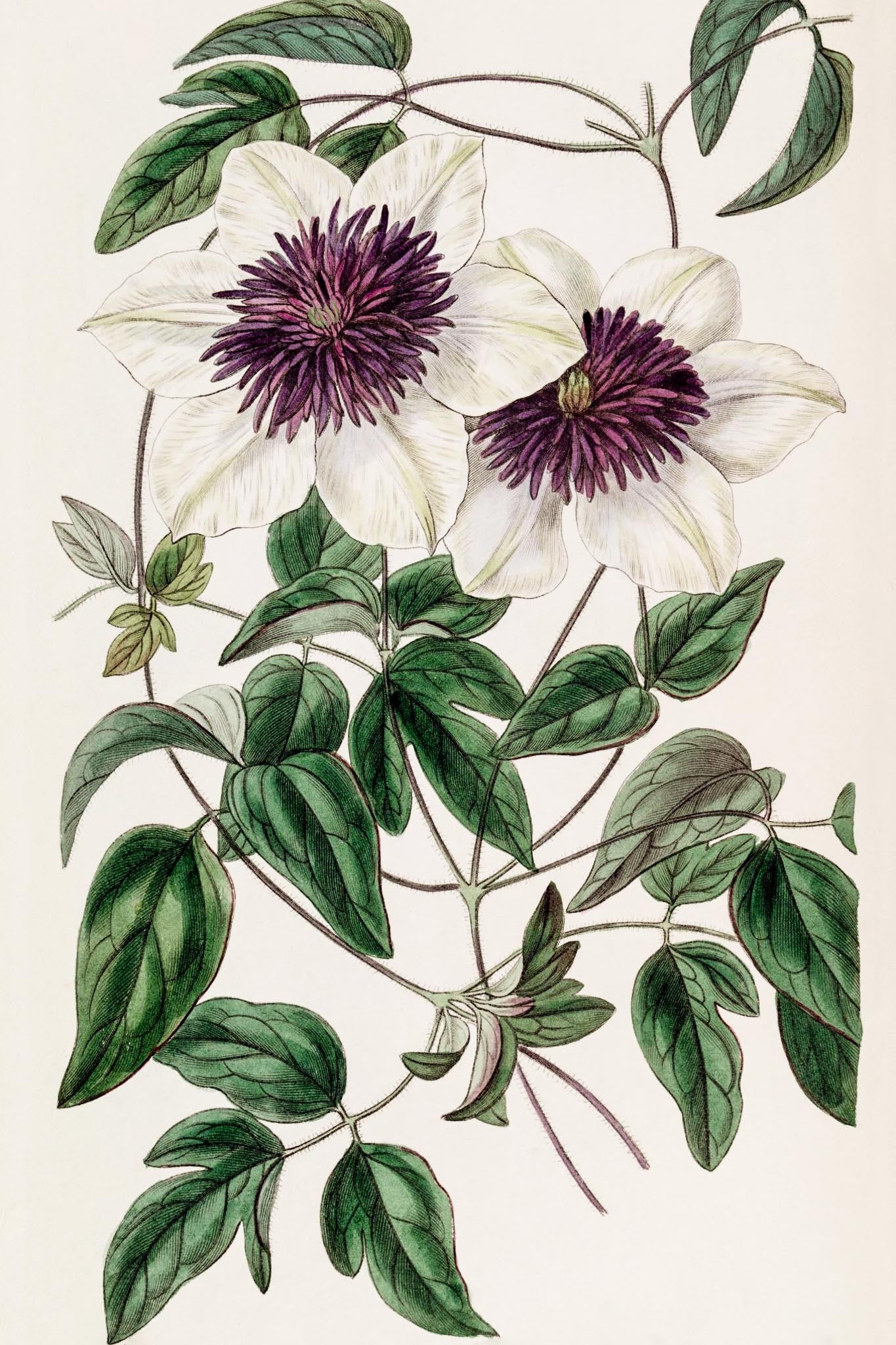 Siebold's Clematis