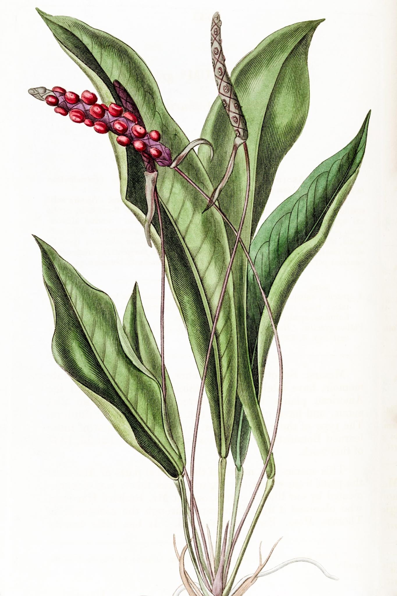 Slender Anthurium