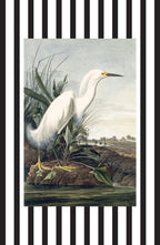 Snowy Egret