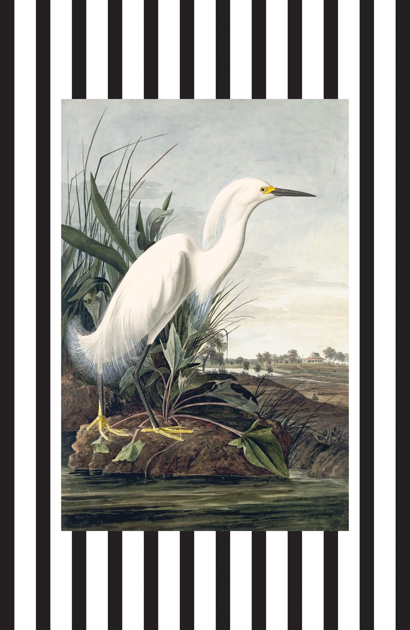 Snowy Egret