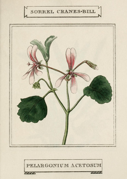 Sorrel Cranes-Bill