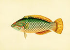 Sparus Decussatus