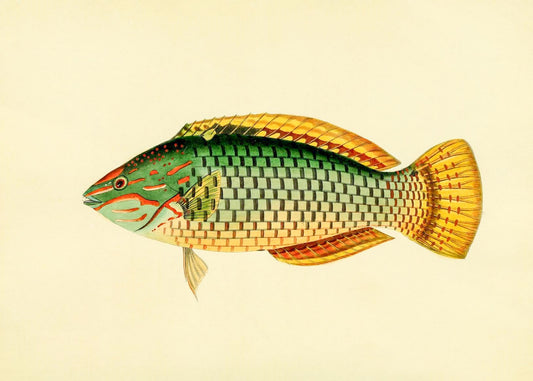 Sparus Decussatus