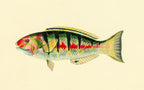 Sparus Hardwicke