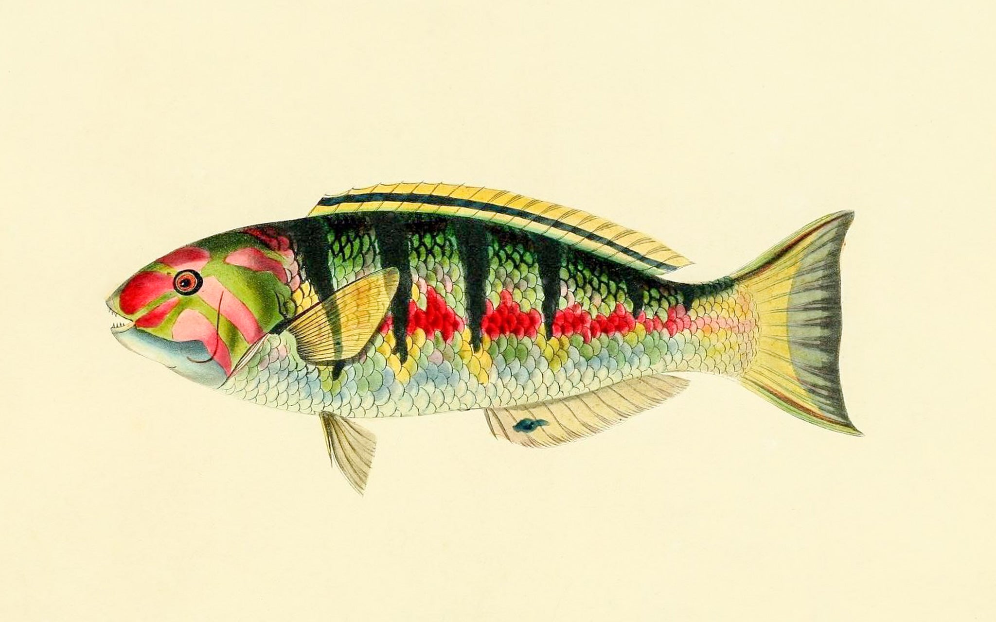 Sparus Hardwicke