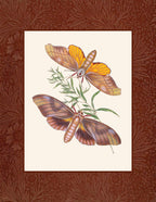 Sphinx auftralafioe; Sphinx triangularis